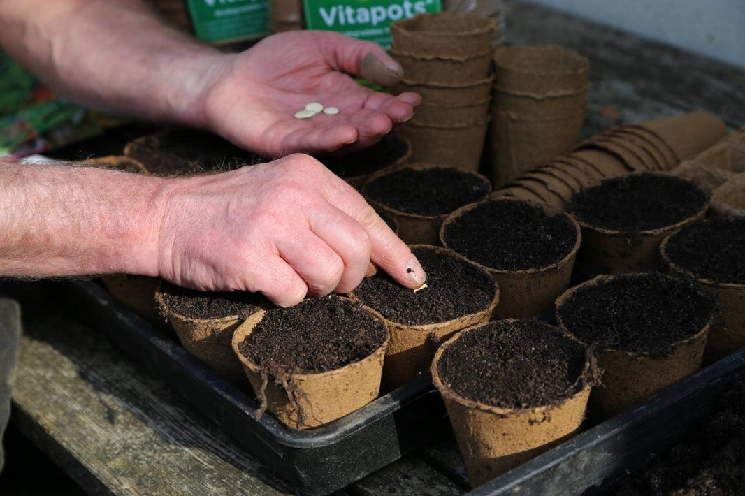 How to Sow Seeds: Sowing Tips at the Start of the Season