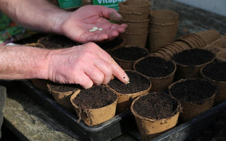How to Sow Seeds: Sowing Tips at the Start of the Season