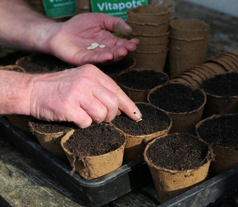 How to Sow Seeds: Sowing Tips at the Start of the Season