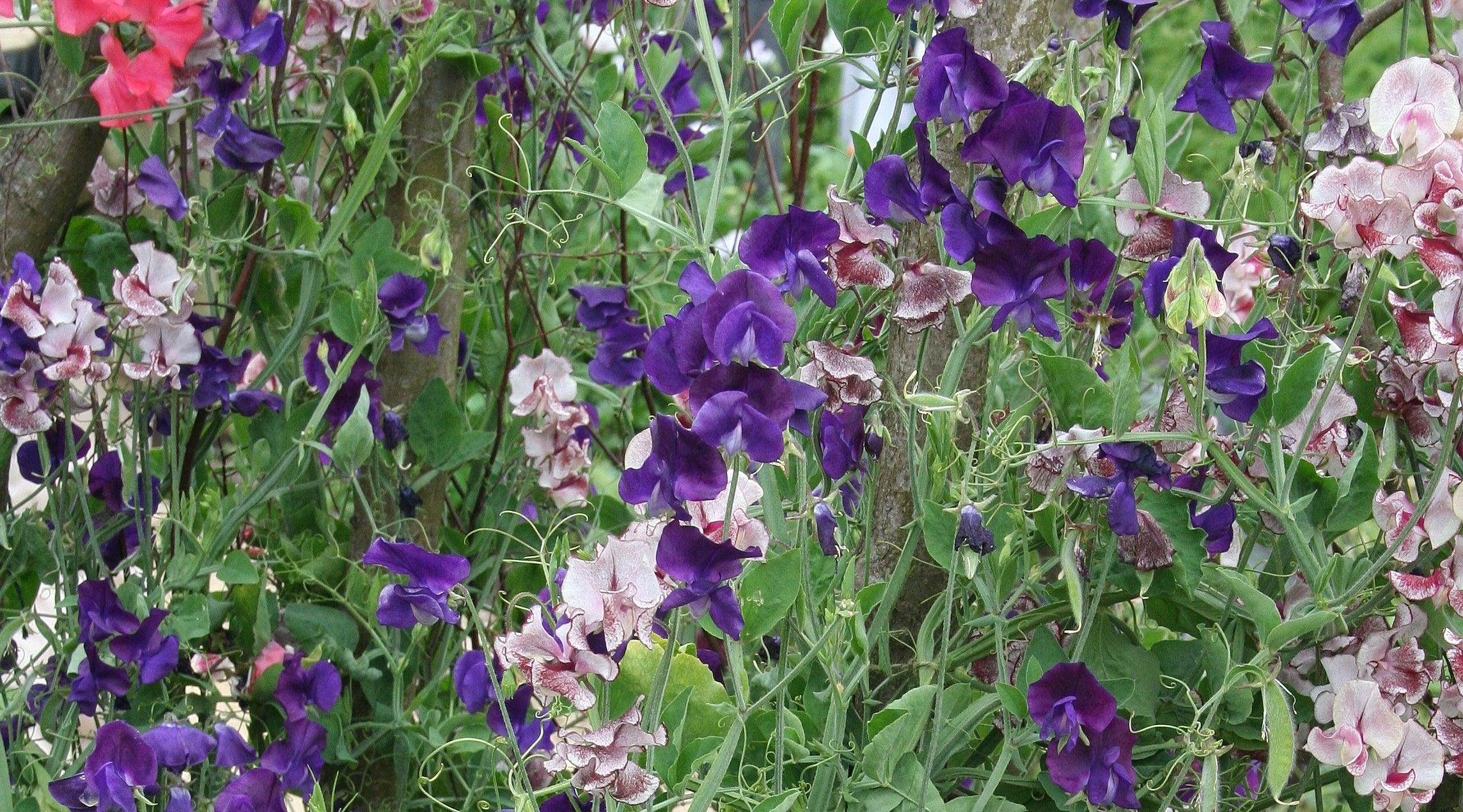 How To Grow Amazing Sweet Peas