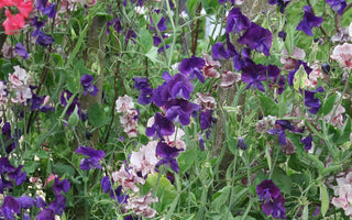 How To Grow Amazing Sweet Peas