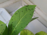 Weapons of Gnat Destruction: The Ultimate Guide to Killing Fungus Gnats