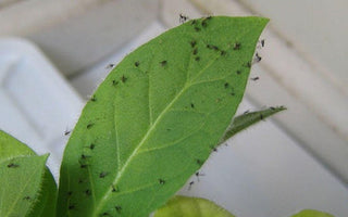 Weapons of Gnat Destruction: The Ultimate Guide to Killing Fungus Gnats