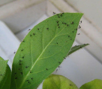 Weapons of Gnat Destruction: The Ultimate Guide to Killing Fungus Gnats