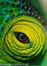 Macro Photography: An Introduction