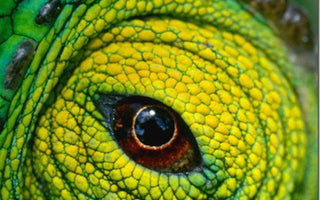 Macro Photography: An Introduction