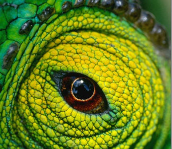 Macro Photography: An Introduction