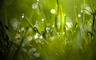Bokeh Explained