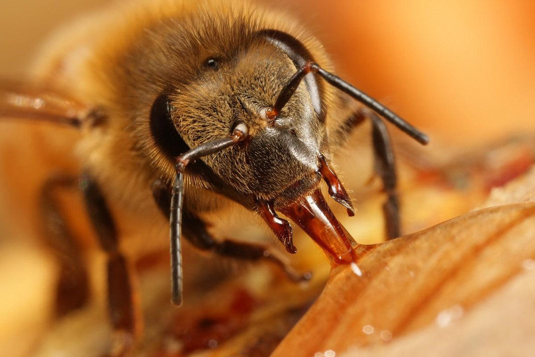 Could it be mobile phones that are killing off our honey bees?