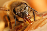 Could it be mobile phones that are killing off our honey bees?