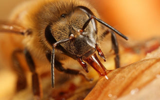 Could it be mobile phones that are killing off our honey bees?