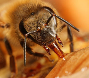 Could it be mobile phones that are killing off our honey bees?