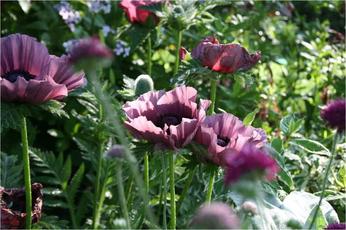 How to design and plant a low maintenance garden
