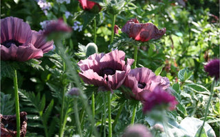 How to design and plant a low maintenance garden