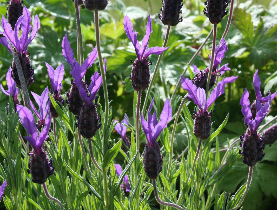 Success with lavender