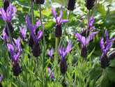 Success with lavender