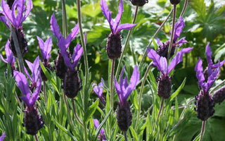 Success with lavender
