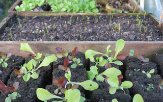 Veg growing in the time of coronavirus, sow a little happiness.