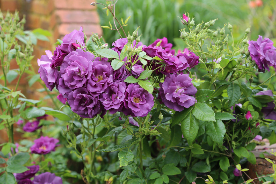 Planting for Fragrance