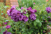 Planting for Fragrance