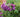 Planting for Fragrance