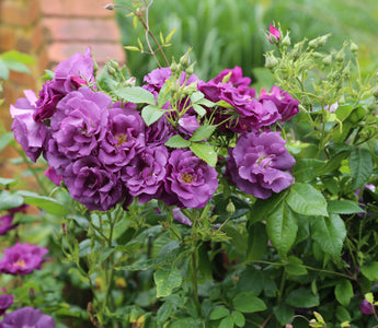 Planting for Fragrance