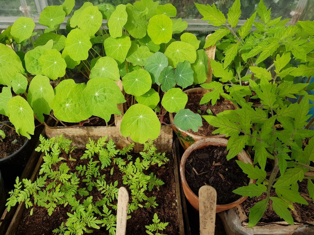 Going peat-free: The myths… busted