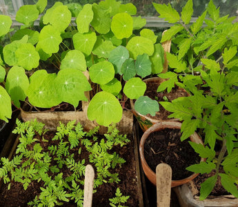 Going peat-free: The myths… busted
