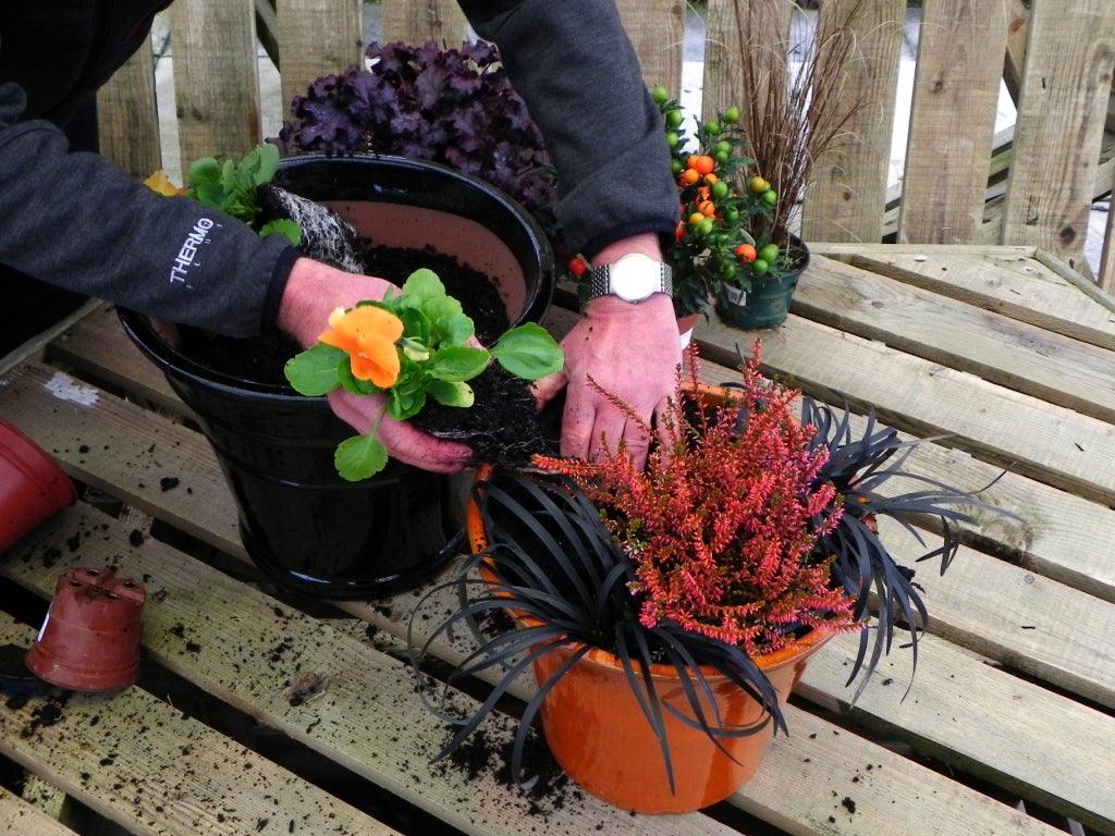 Planting pots for autumn and winter; Halloween and beyond!