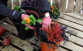 Planting pots for autumn and winter; Halloween and beyond!