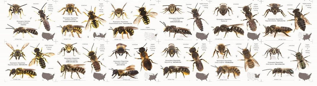 A Guide to Bee Species
