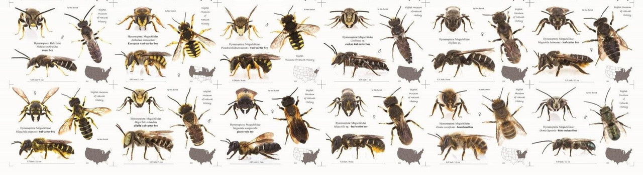 Bee Classification A Guide to Bee Species – Learning with Experts