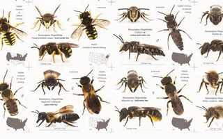 A Guide to Bee Species