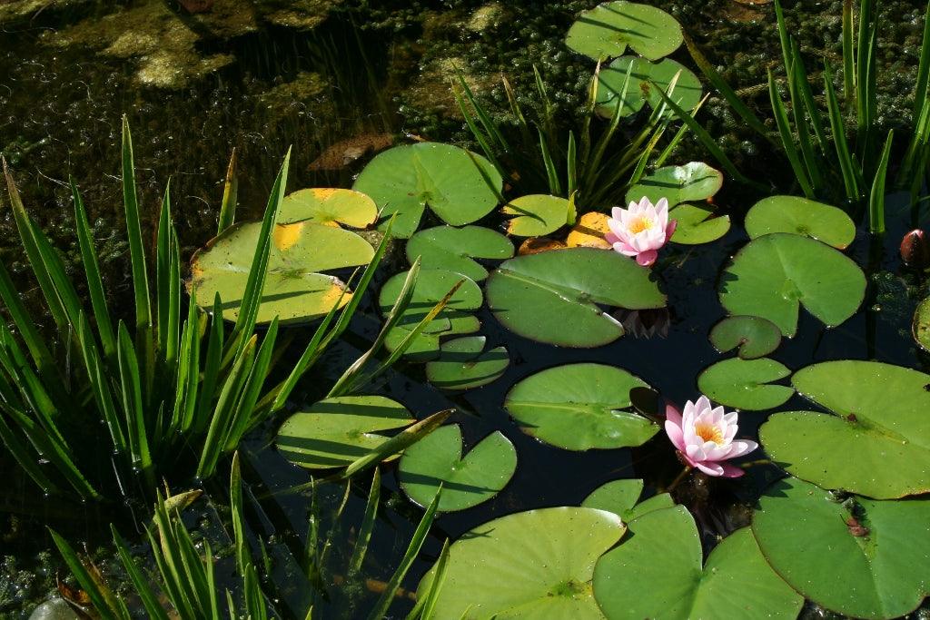 Ponds: A Fast Track To Clear, Bright Water
