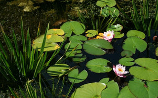 Ponds: A Fast Track To Clear, Bright Water