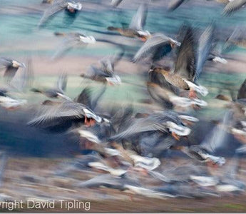 Autofocus Modes Explained