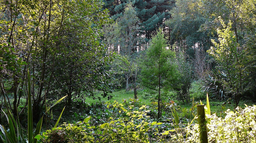 Forest Gardening Explained