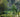 Forest Gardening Explained