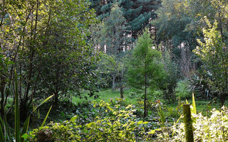 Forest Gardening Explained