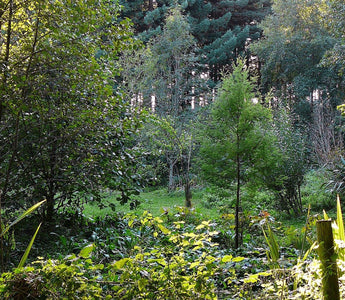 Forest Gardening Explained