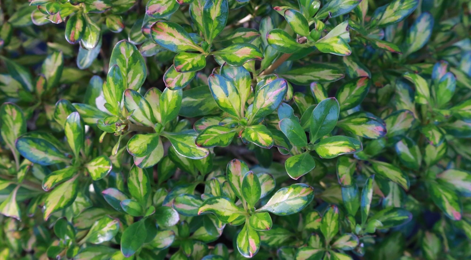 Best Winter Colour Evergreens