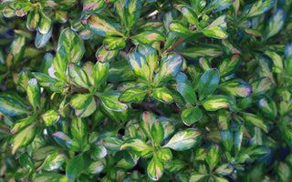 Best Winter Colour Evergreens