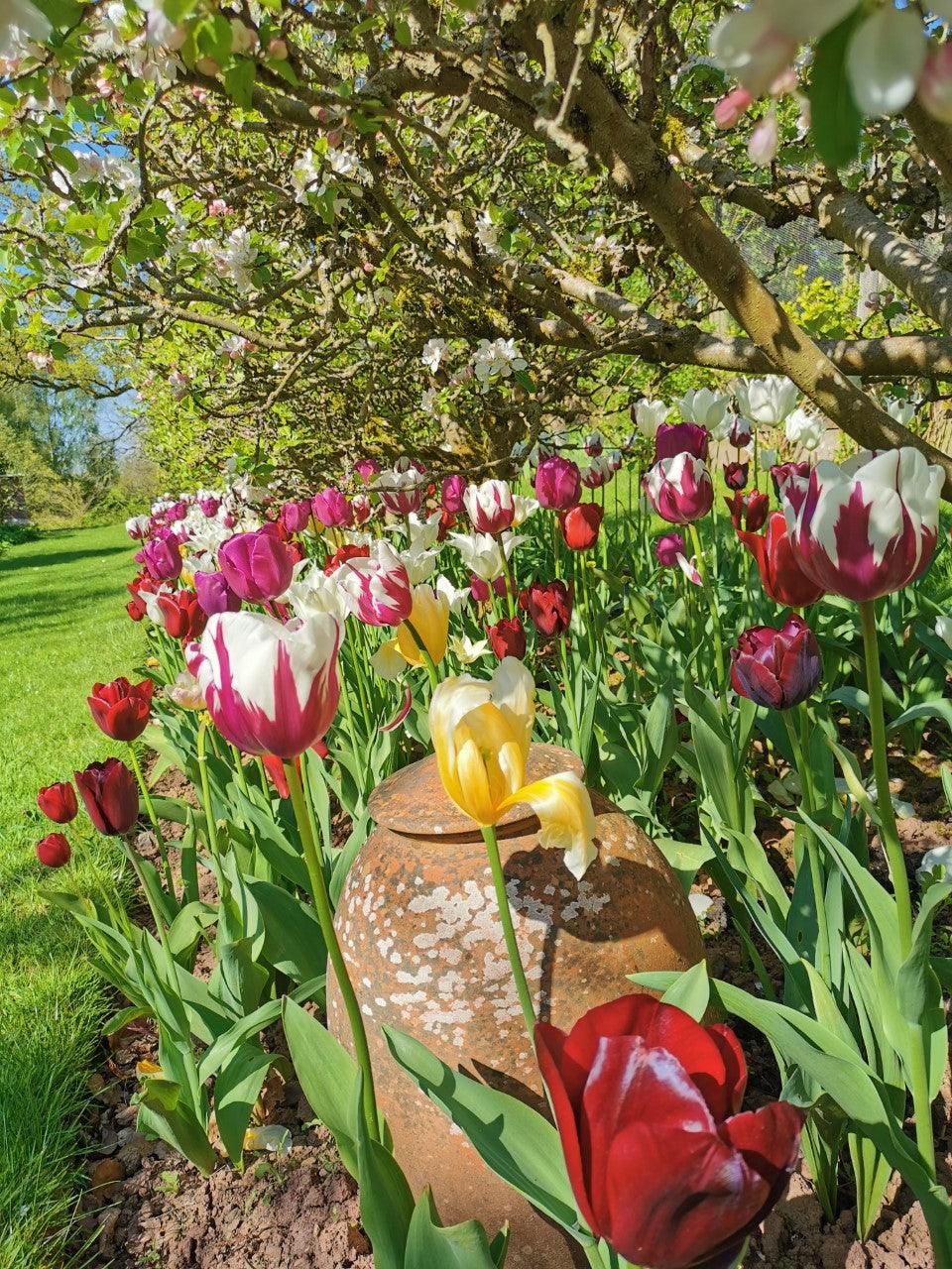 Time to talk tulips