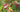 Time to talk tulips