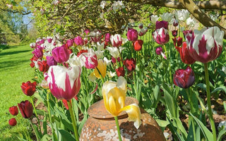 Time to talk tulips