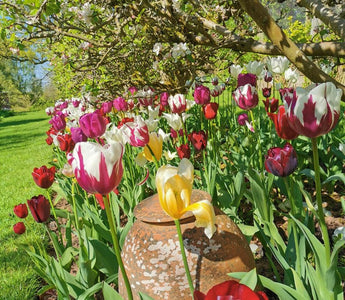 Time to talk tulips