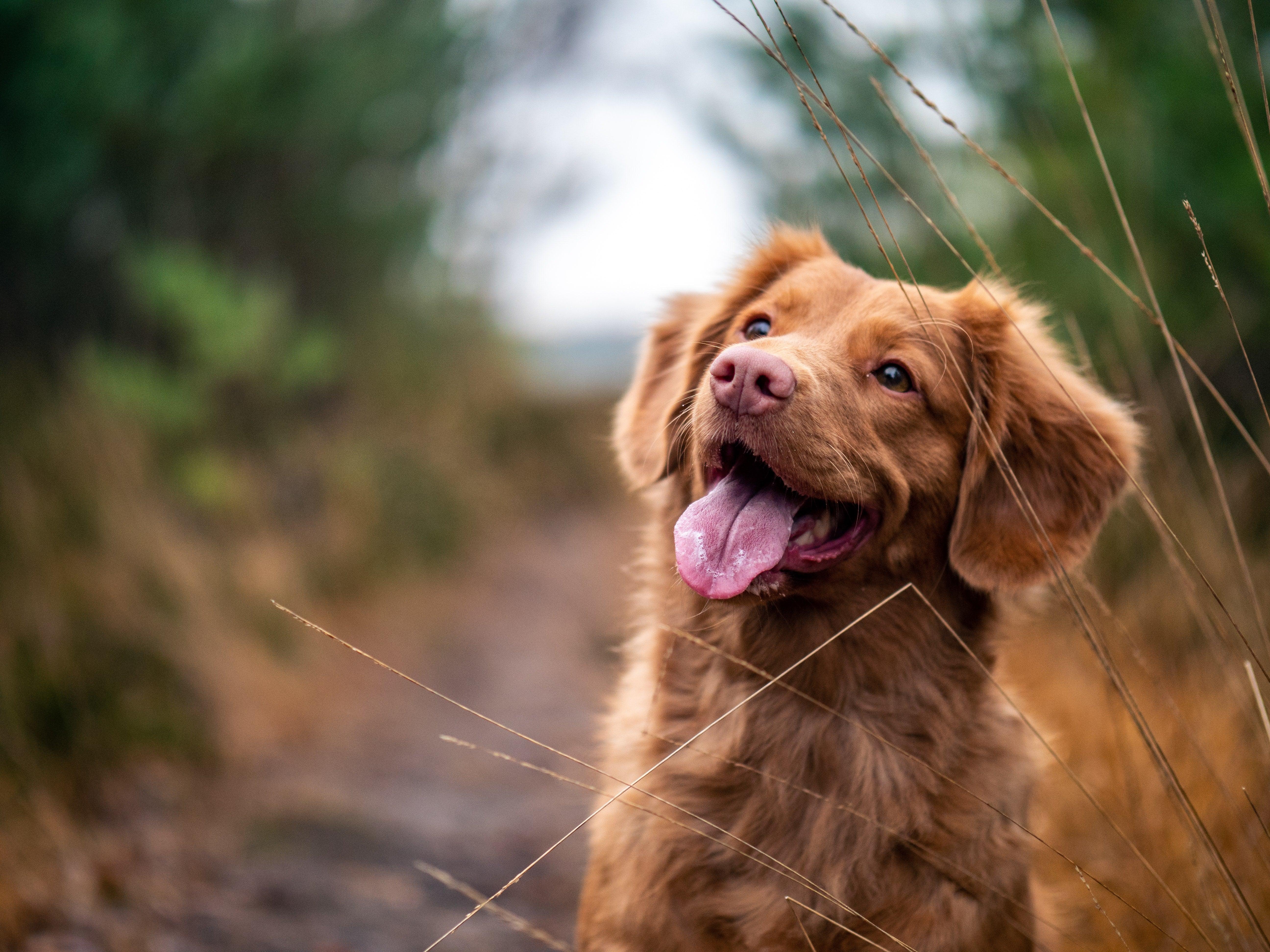 How to take better dog photographs