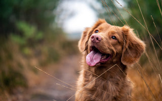 How to take better dog photographs