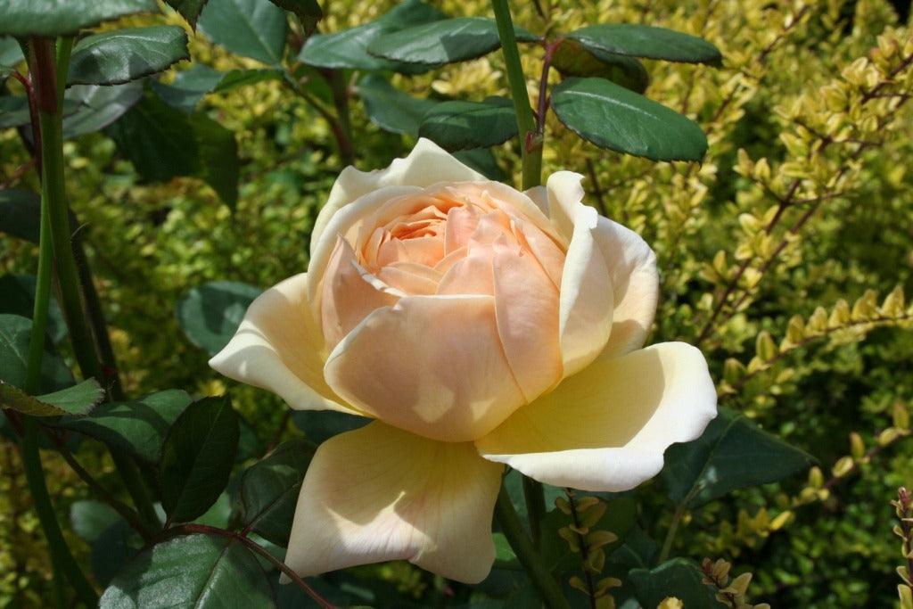 Andy's Adventures in Gardening; Escape to the Garden ..............