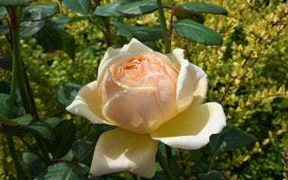 Andy's Adventures in Gardening; Escape to the Garden ..............